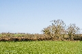 DSC_0239a.jpg